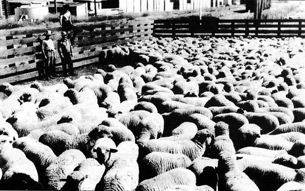 J.J O'Keeffe's lambs