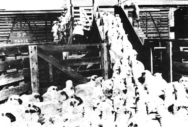 Loading Lambs into railroad cars