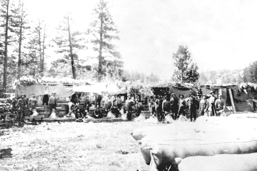Sheep Shearing 1893 Lake County Oregon irish